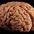 brain