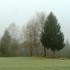 fog-543269_1280
