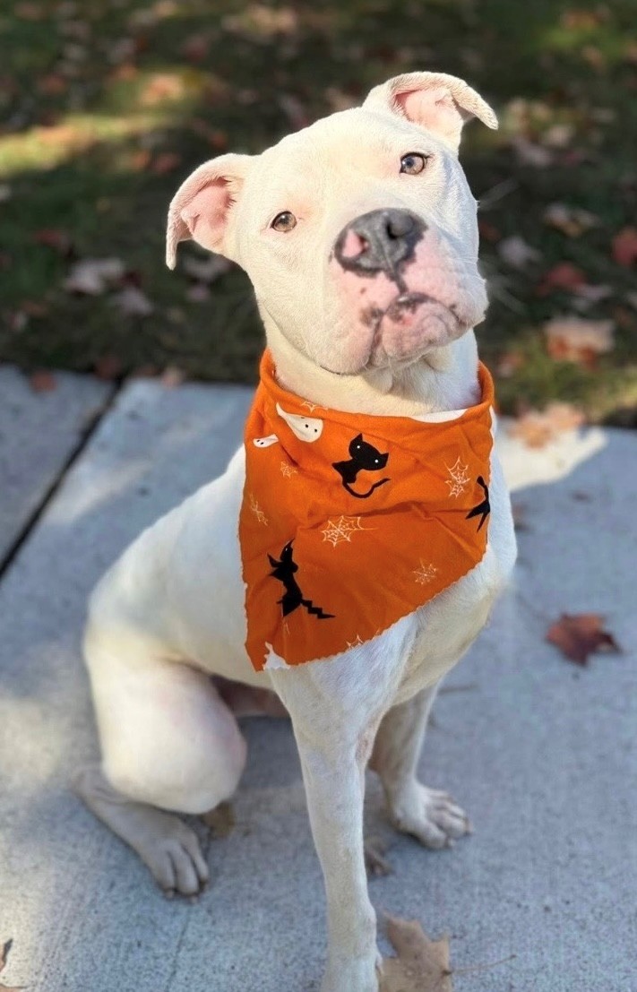 Fighting for second chances:  Senior Survivor rallies for local animal shelter